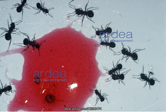 : ANTS - WITH JAM : ANTS - WITH JAM