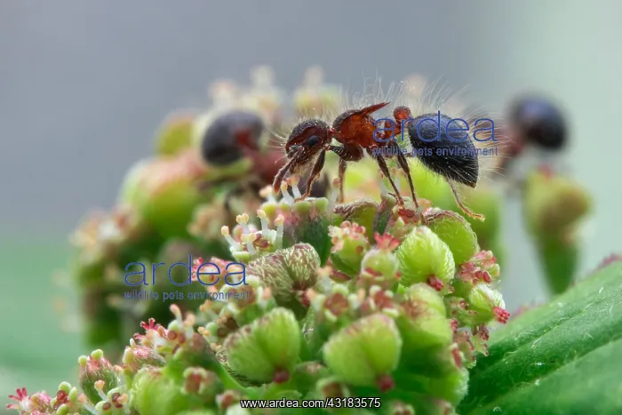 : Ants (Meranoplus sp.) feasting on weed flower : Ants (Meranoplus sp.) feasting on weed flower
