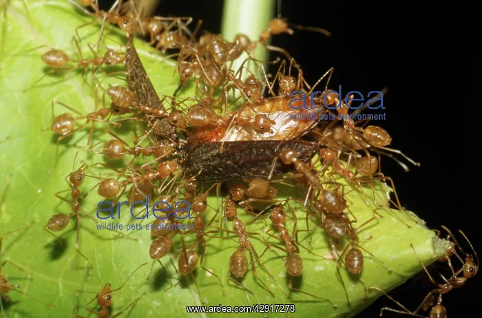 : ANTS - MOVING BEETLE ON LEAF : ANTS - MOVING BEETLE ON LEAF