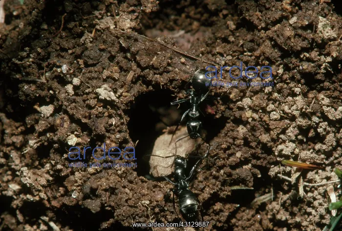 : Ants Moving a Rock : Ants Moving a Rock
