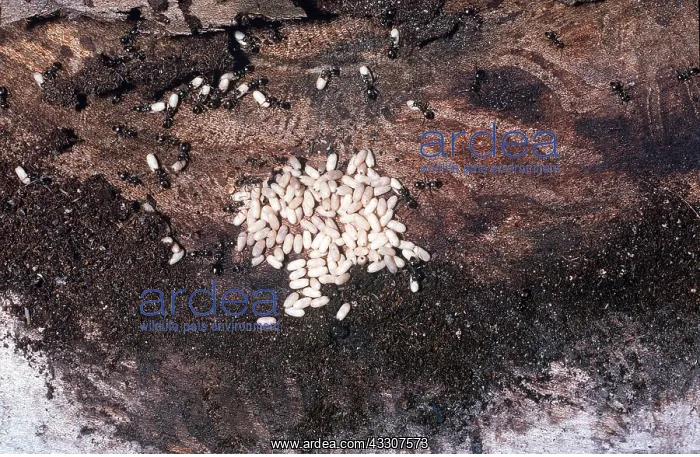 : ANTS NEST & EGGS : ANTS NEST & EGGS
