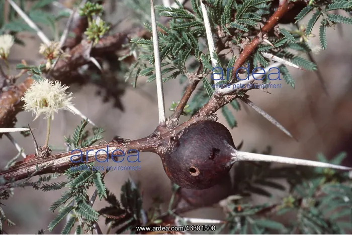: ANTS - nest in Whistling Thorn Tree : ANTS - nest in Whistling Thorn Tree