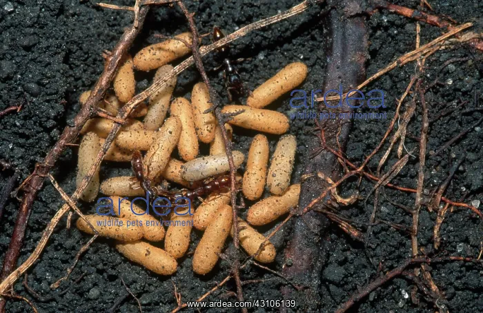 : Ants and Pupae : Ants and Pupae
