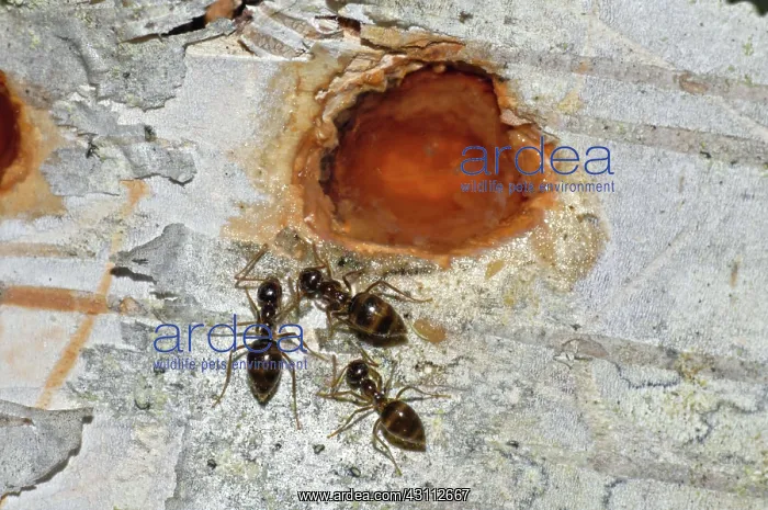 : Ants at Sap Well : Ants at Sap Well