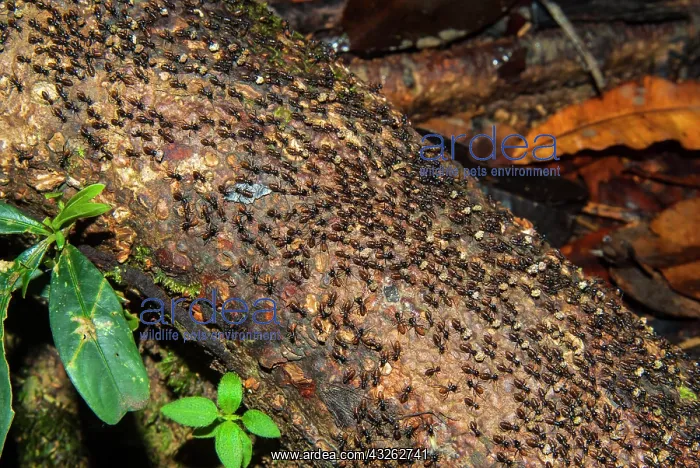 : Ants, Sarawak, Malaysian Borneo, Malaysia : Ants, Sarawak, Malaysian Borneo, Malaysia