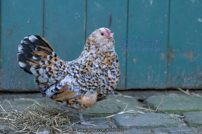: Antwerp Beard Hen Chicken : Antwerp Beard Hen Chicken