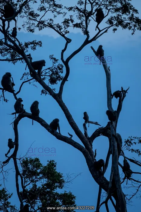 : Anubis Baboon (Papio hamadryas anubis), in dormitory : Anubis Baboon (Papio hamadryas anubis), in dormitory