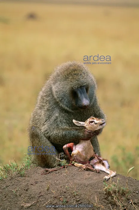  : Anubis  /  Olive  /  Savanna Baboon - Feeding on young