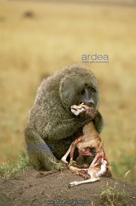  : Anubis  /  Olive  /  Savanna Baboon - Feeding on young