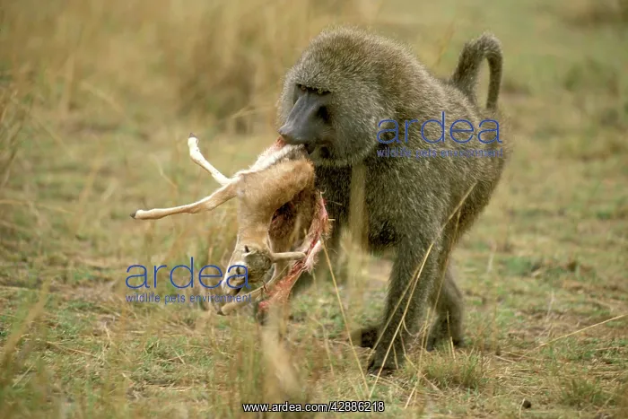  : Anubis  /  Olive  /  Savanna Baboon - Killing young