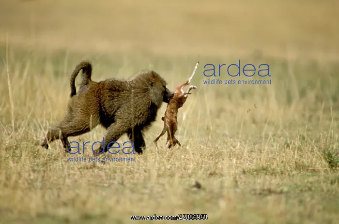  : Anubis  /  Olive  /  Savanna Baboon - Killing young