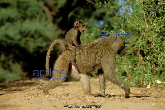  : Anubis  /  Olive  /  Savanna Baboon - Walking with young on back