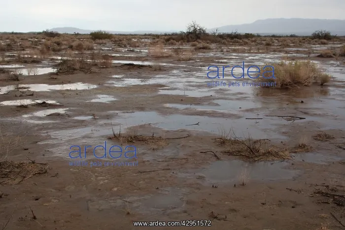 : Anza Borrego Desert - flooding after heavy winter rains : Anza Borrego Desert - flooding after heavy winter rains