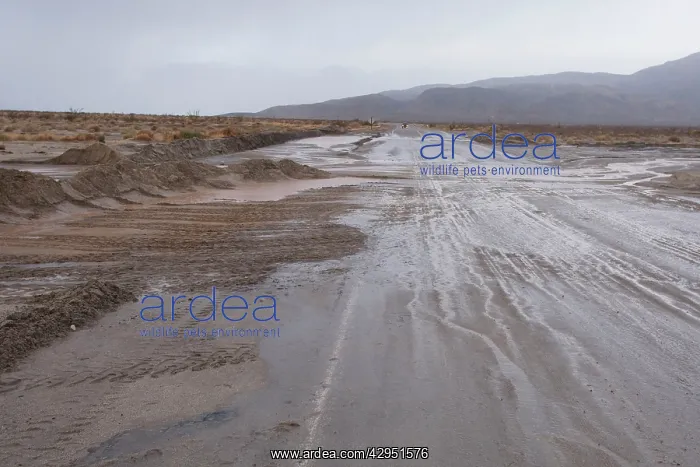 : Anza Borrego Desert - flooding after heavy winter rains : Anza Borrego Desert - flooding after heavy winter rains