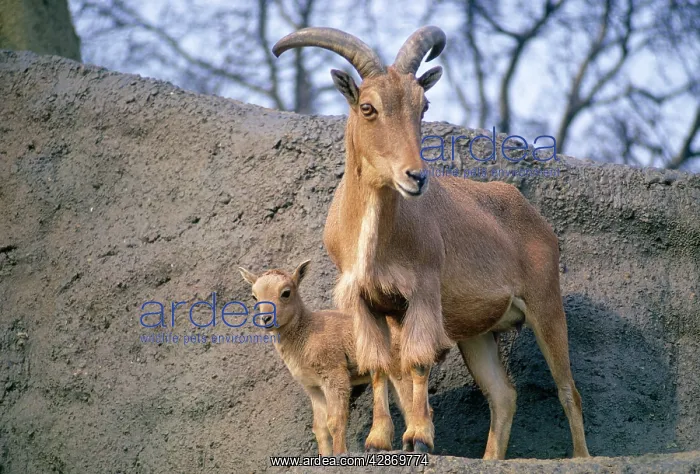 : Aoudad / Barbary Sheep - adult with kid : Aoudad / Barbary Sheep - adult with kid
