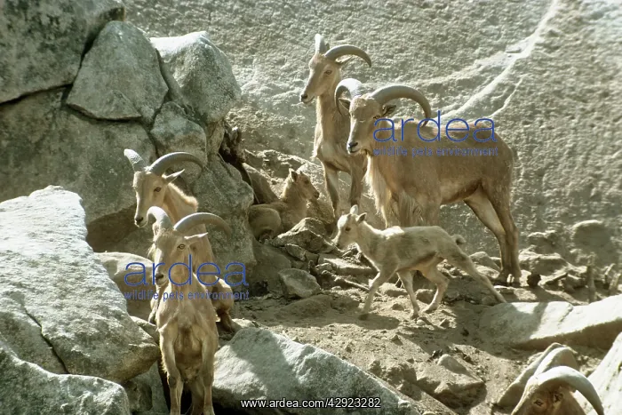 : Aoudad / Barbary Sheep - group on mountainside : Aoudad / Barbary Sheep - group on mountainside