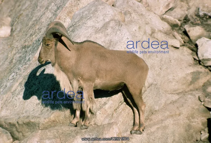 : Aoudad / Barbary Sheep - male : Aoudad / Barbary Sheep - male