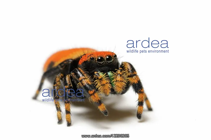 : Apache jumping spider : Apache jumping spider