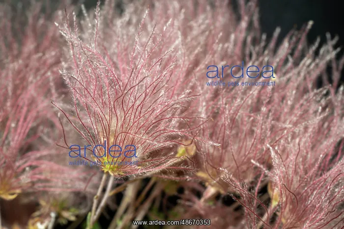 : Apache plume, fallugia paradoxa : Apache plume, fallugia paradoxa