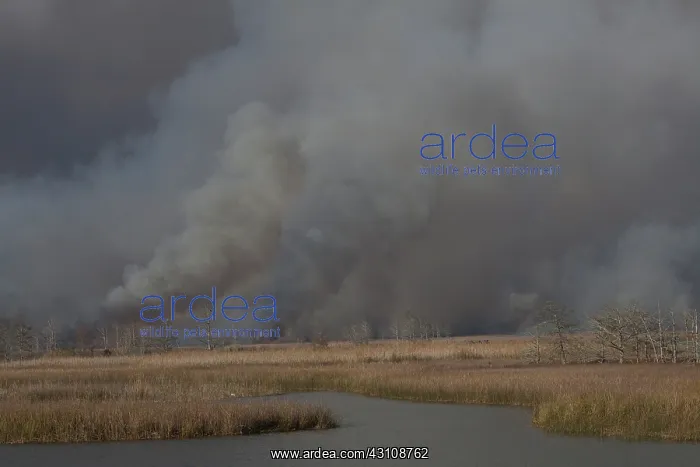 : Apalachicola Marsh Controlled Burn : Apalachicola Marsh Controlled Burn