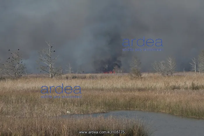 : Apalachicola Marsh Controlled Burn : Apalachicola Marsh Controlled Burn
