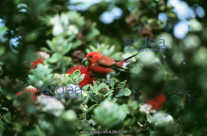 : APAPANE BIRD -IN TREE, HAWAII : APAPANE BIRD -IN TREE, HAWAII