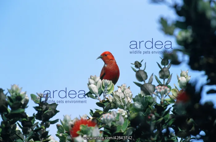 : Apapane - Hawaiian endemic : Apapane - Hawaiian endemic