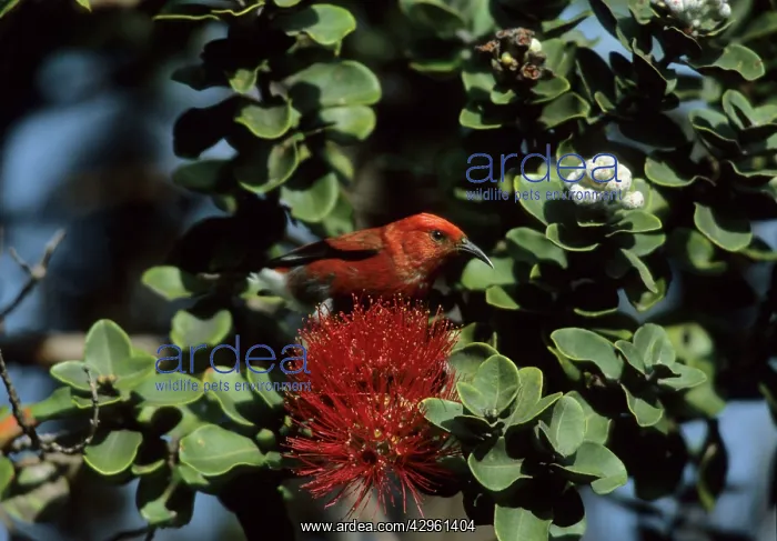 : Apapane - on Ohio Flower : Apapane - on Ohio Flower