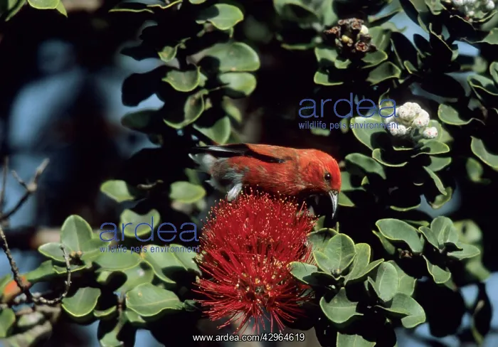  : Apapane - on Ohio Flower