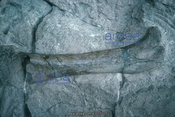 : Apatosaurus Bone : Apatosaurus Bone