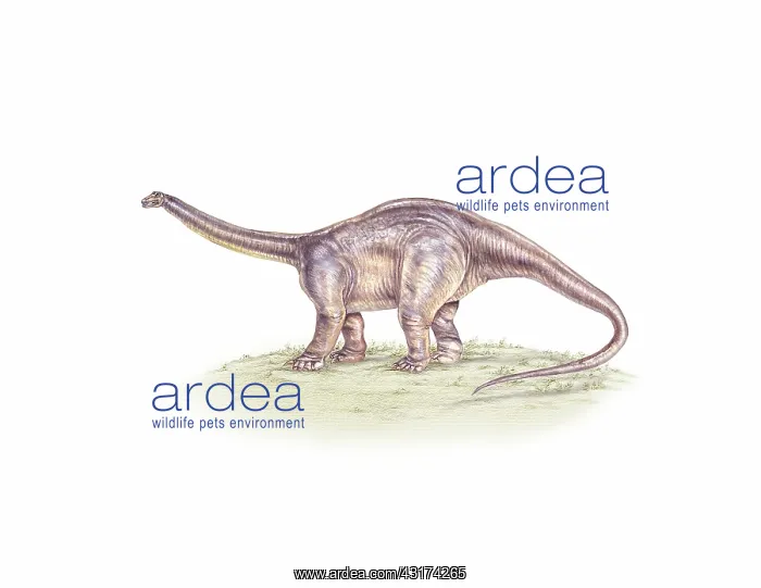 : Apatosaurus dinosaur : Apatosaurus dinosaur