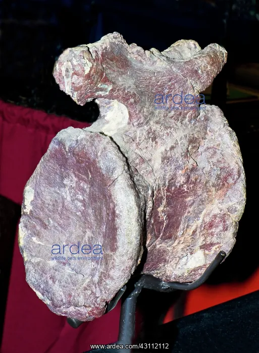 : Apatosaurus Fossil Vertebrate : Apatosaurus Fossil Vertebrate