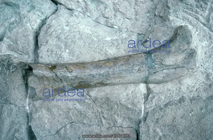 : Apatosaurus Leg Bone : Apatosaurus Leg Bone