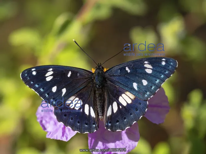 : Apatura iris, (Apatura iris), purple emperor, butterfly : Apatura iris, (Apatura iris), purple emperor, butterfly