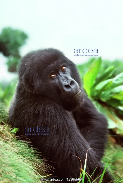 : Ape: Mountain Gorilla - Black male in sub-alpine zone : Ape: Mountain Gorilla - Black male in sub-alpine zone