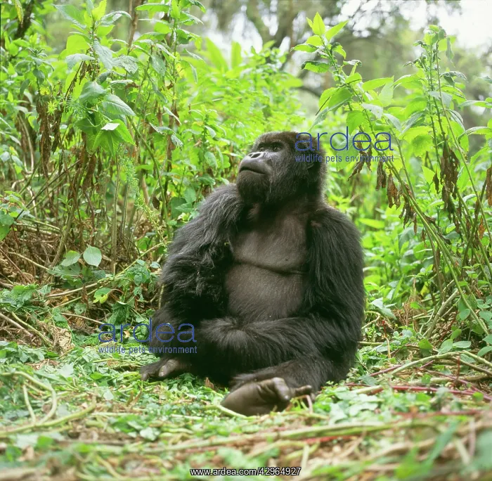 : Ape: Mountain Gorilla - Blackback male : Ape: Mountain Gorilla - Blackback male