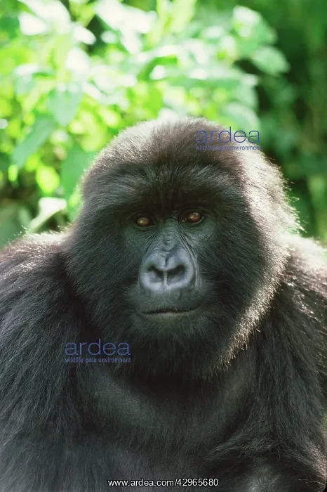 : Ape: Mountain Gorilla - Blackback male : Ape: Mountain Gorilla - Blackback male
