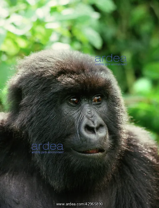 : Ape: Mountain Gorilla - Blackback male : Ape: Mountain Gorilla - Blackback male