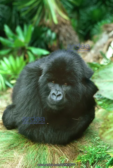 : Ape: Mountain Gorilla - Blackback male in sub-alpine zone : Ape: Mountain Gorilla - Blackback male in sub-alpine zone