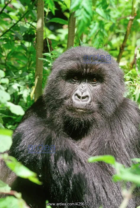 : Ape: Mountain Gorilla - female : Ape: Mountain Gorilla - female