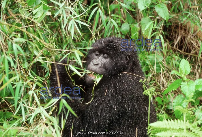 : Ape: Mountain Gorilla - female feeding on vine after rain : Ape: Mountain Gorilla - female feeding on vine after rain