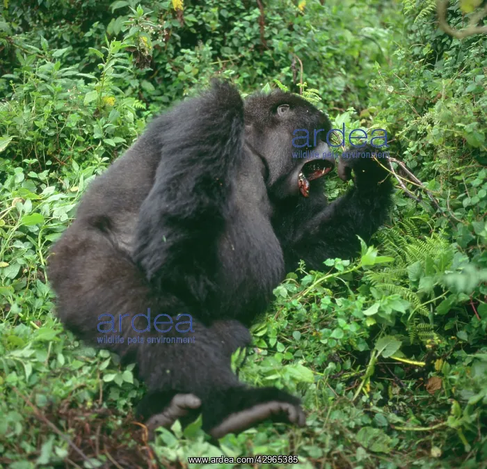: Ape: Mountain Gorilla - female yawning : Ape: Mountain Gorilla - female yawning