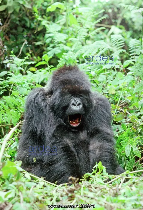 : Ape: Mountain Gorilla - female yawning : Ape: Mountain Gorilla - female yawning