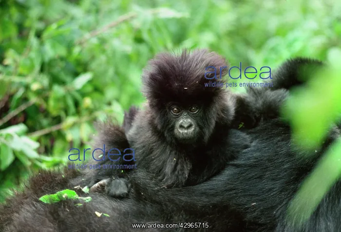 : Ape: Mountain Gorilla - infant on mother back : Ape: Mountain Gorilla - infant on mother back