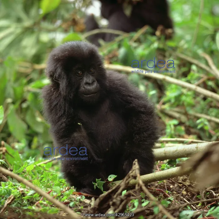 : Ape: Mountain Gorilla - juvenile : Ape: Mountain Gorilla - juvenile