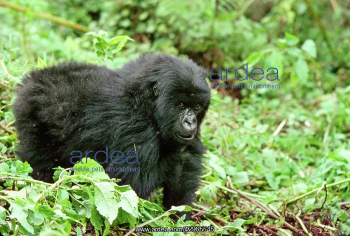 : Ape: Mountain Gorilla - juvenile : Ape: Mountain Gorilla - juvenile