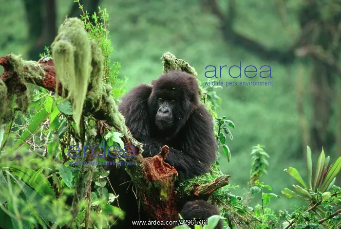 : Ape: Mountain Gorilla - juvenile : Ape: Mountain Gorilla - juvenile