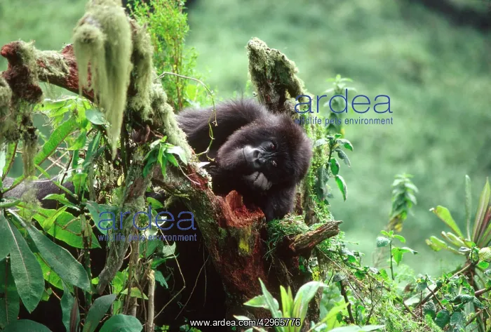 : Ape: Mountain Gorilla - juvenile : Ape: Mountain Gorilla - juvenile