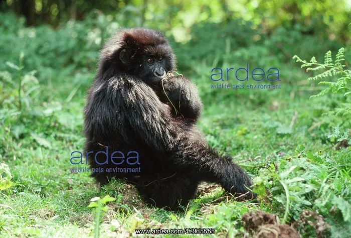 : Ape: Mountain Gorilla - juvenile feeding : Ape: Mountain Gorilla - juvenile feeding