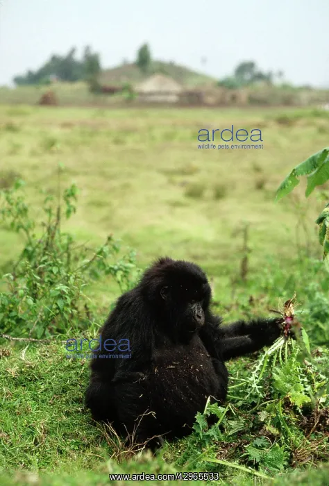 : Ape: Mountain Gorilla - juvenile feeding on thistle : Ape: Mountain Gorilla - juvenile feeding on thistle